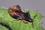 reduviidae-phymata-crassipes3-foto-wmueller