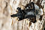 reduviidae-phymata-monstrosa-foto-guenther