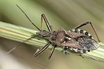 reduviidae-rhynocoris-sp-foto-jacinto
