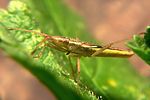 rhopalidae-myrmus-miriformis2-foto-koehler