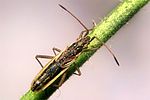 rhopalidae-myrmus-miriformis3-foto-koehler