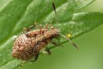 rhopalidae-rhopalus-subrufus-juv-foto-dekoning