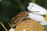 rhopalidae-stictopleurus-abutilon-cf-foto-rindlisbacher