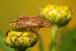 rhopalidae-stictopleurus-abutilon-foto-koehler