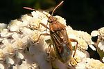 rhopalidae-stictopleurus-abutilon3-foto-auer