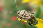 rhopalidae-stictopleurus-punctatonervosus-foto-auer