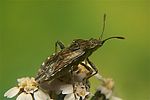 rhopalidae-stictopleurus-punctatonervosus5-foto-koehler