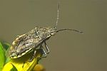 rhopalidae-stictopleurus-punctatonervosus6-foto-koehler