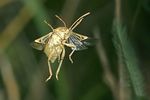 rhopalidae-stictopleurus-sp-flug-foto-jschmidt