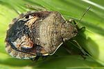 scutelleridae-eurygaster-maura-foto-hamm