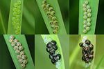 scutelleridae-eurygaster-testudinaria-eggdays-1-6-9-12-16-23-foto-devillers