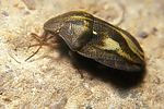 scutelleridae-eurygaster-testudinaria-foto-koehler