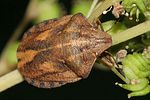 scutelleridae-eurygaster-testudinaria-foto-rindlisbacher