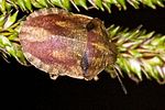 scutelleridae-eurygaster-testudinaria-foto-vanderkrieken