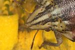 scutelleridae-odontotarsus-purpureolineatus-detail2-foto-jas