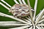 scutelleridae-odontotarsus-purpureolineatus-foto-megroz