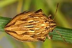 scutelleridae-odontotarsus-robustus-foto-dvorak