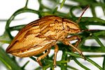 scutelleridae-odontotarsus-robustus2-foto-dvorak