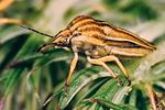 scutelleridae-tholagmus-flavolineatus3-foto-roessler