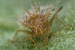 tingidae-galeatus-spinifrons-juv-foto-fischer