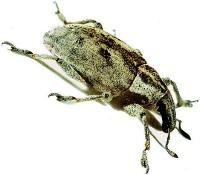 Photogallery Coleoptera