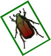 Coleopterological Society of the Rhineland