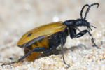 Apalus bimaculatus