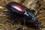 Aphodius satellitius