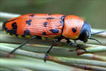 Buprestis sanguinea
