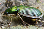 Chlaenius spoliatus
