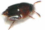 Coproporus immigrans