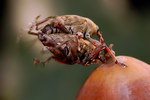 Curculio glandium