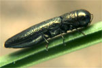 Cylindromorphus filum