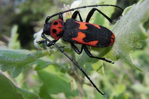 Purpuricenus dalmatinus