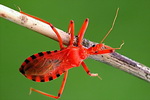 Rhynocoris rubricus
