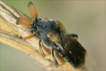 Ripiphorus subdipterus