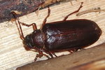 Tragosoma depsarium
