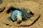 Typhaeus typhoeus Larve