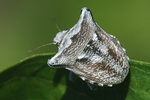 Ventocoris achivus