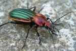 Carabus lineatus