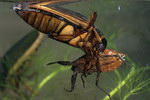Dytiscus marginalis