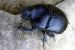 Geotrupes niger