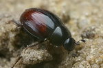Cercyon castaneipennis