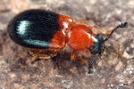 Necrobia ruficollis