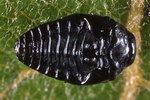 Trachys minutus