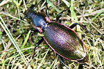 Carabus olympiae