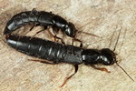 Ocypus melanarius