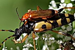 Rhagonycha fulva