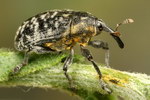 Larinus beckeri