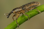 Lixus myagri